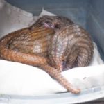 Customs Zone A Operatives Foil Smuggling of  3 Live Pangolins